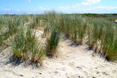 Impressionen von Borkum (37)